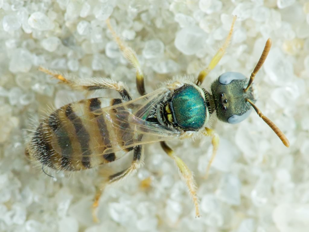 Hymenoptera